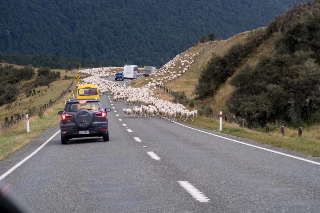 New Zealand road block on the way to Te Anua Driving on the Left Side