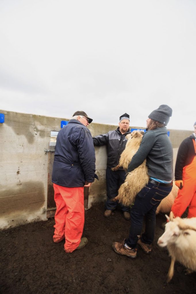 David catch a sheep